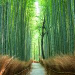Kyoto Arashiyama Bambu ormani