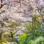 filozofun yolu kyoto