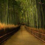 kyoto bambu ormani