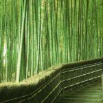 sagano bambu ormani
