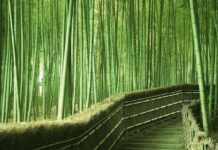 Sagano Bambu Ormanı – Japonya