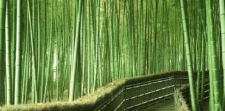 Sagano Bambu Ormanı – Japonya