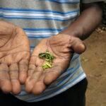 zanzibar adasi baharat turu