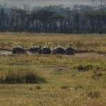 afrika-safari-turu19