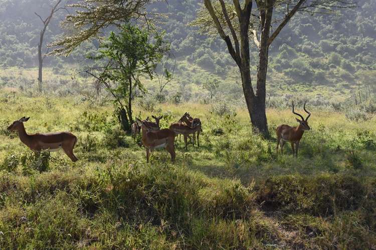 afrika-safari-turu22