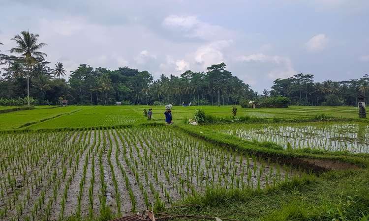 ubud gezilecek yerler3