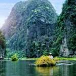 Vietnam woman farmer havesting rice on river