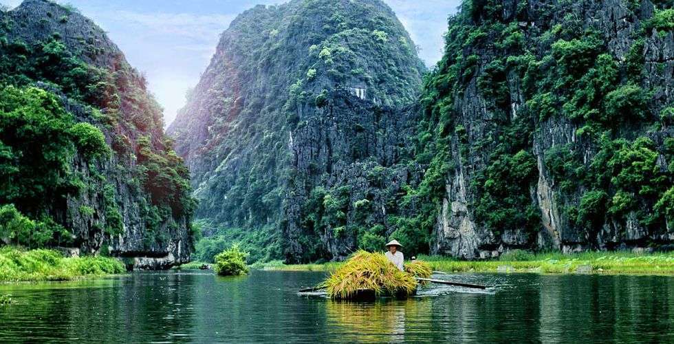 Vietnam woman farmer havesting rice on river