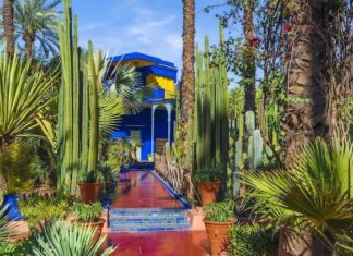 Kızıl Şehre Aykırı Renk Majorelle Bahçeleri