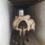 fes gezilecek yerler fas (1)