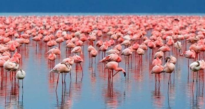 Flocks of flamingo