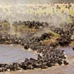 ramazan bayramı afrika safari turu