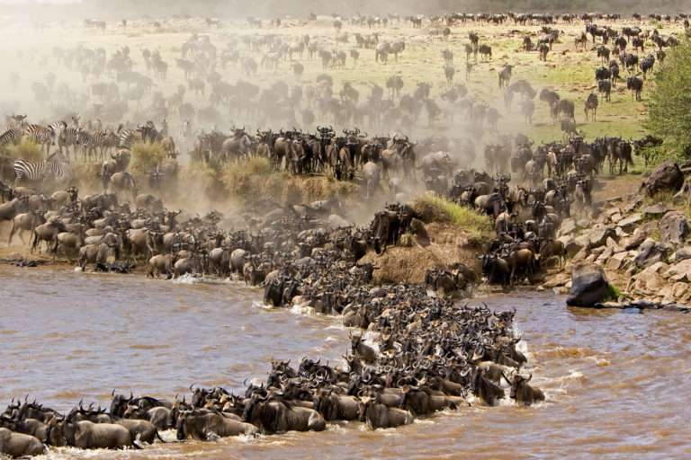 kurban bayramı afrika safari turu2