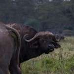 Büyük Göç Zamanı Afrikada Safari 10