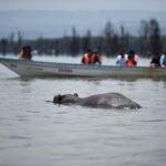 kenya naivasha safari