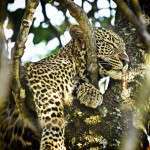 leopar