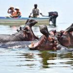 naivasha golu afrika