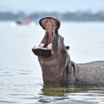 naivasha golu hipopotam