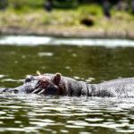 naivasha golu su aygiri