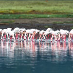 nakuru golu flamingolar