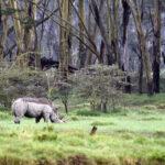 nakuru golu gergedan