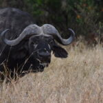 afrika buffalo