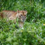 afrika buyuk goc aslan