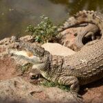 afrika safari timsah