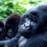 ruanda uganda turu