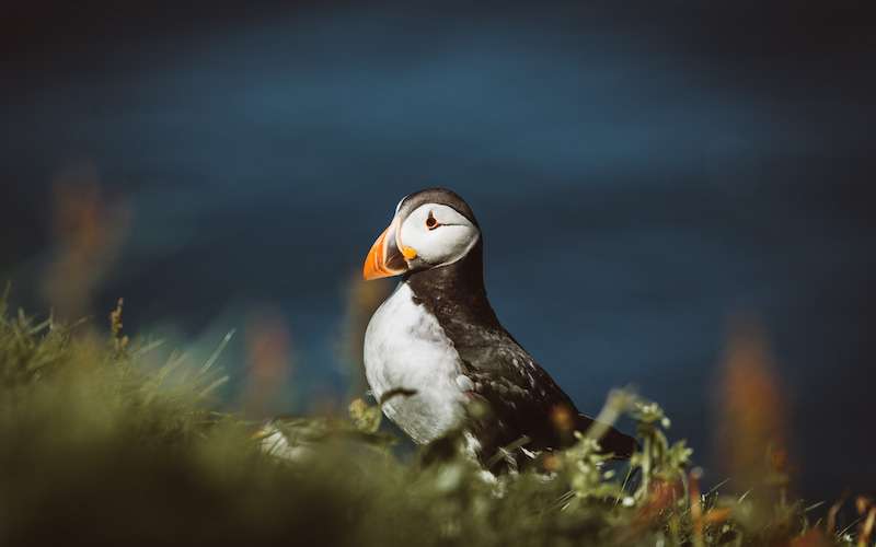 faroe adalari turlari