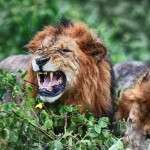 afrikada safari turu