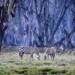 afrikada safari turu yapmak