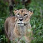 masai marada safari turu