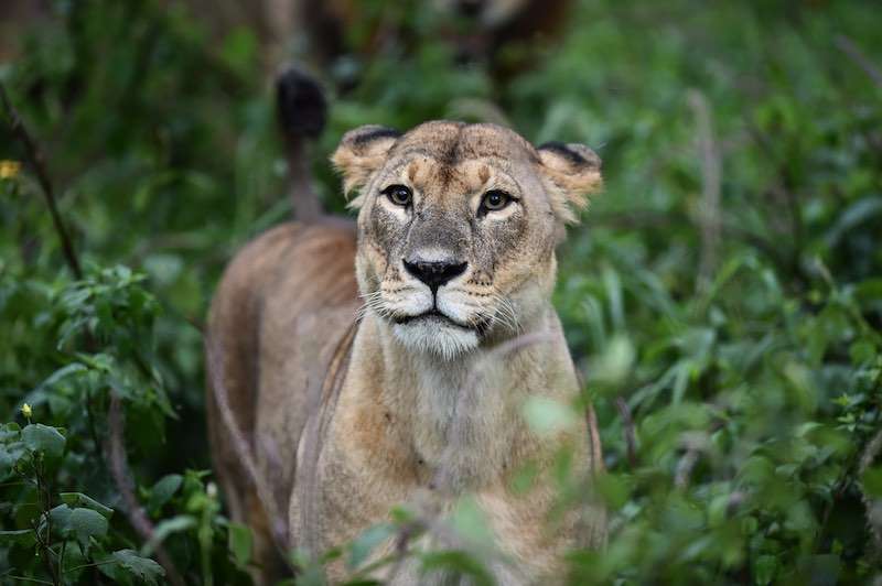 Masai Marada Safari Turu