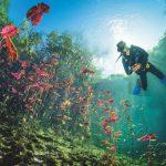 cenote carwash