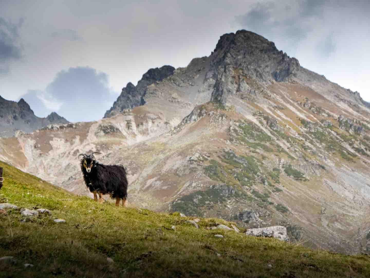 avusor yaylası