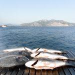 dalyan gunluk tekne turu