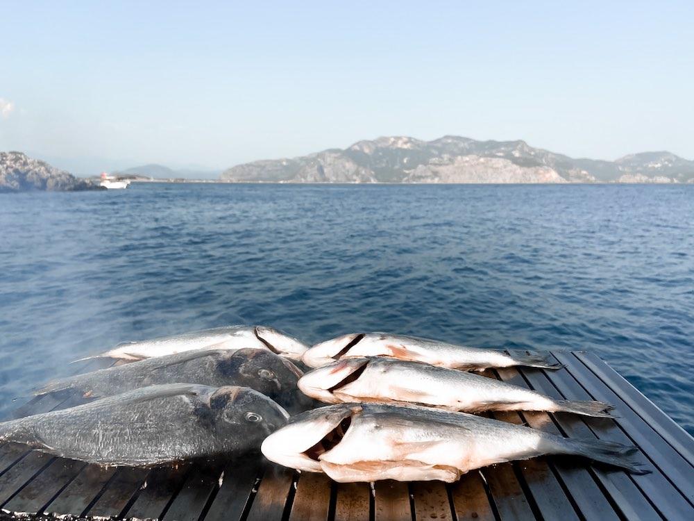 dalyan günlük tekne turu