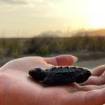 iztuzu caretta caretta