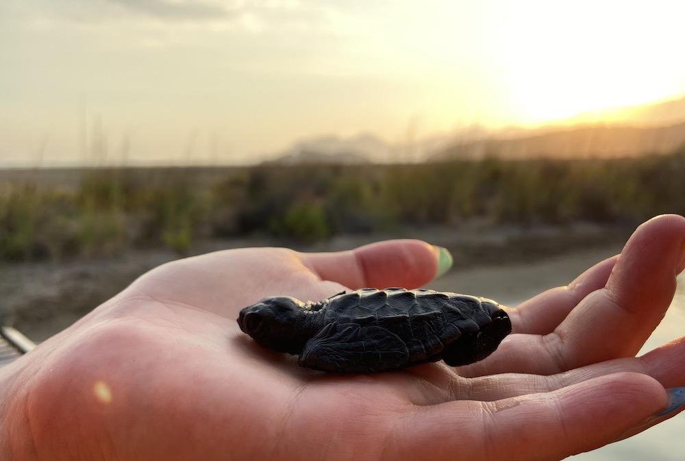 iztuzu caretta caretta