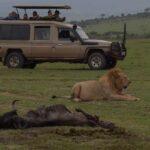 africa big five lion