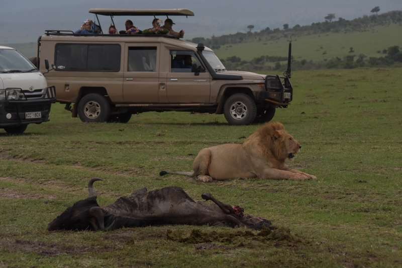 Africa big five lion