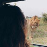 africa safari lion