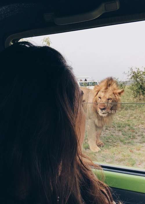 africa safari lion