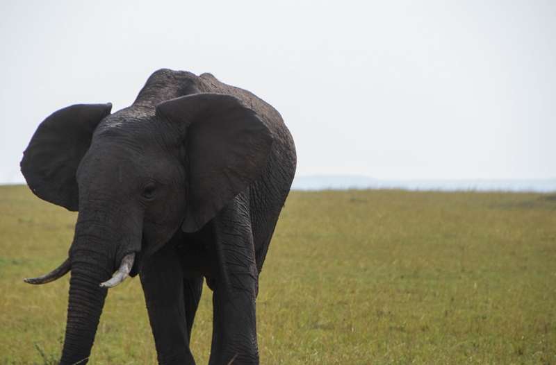 african elephant