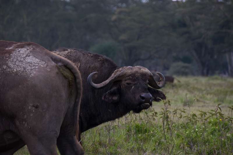 buffalo africa safari