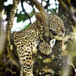 leopard africa safari