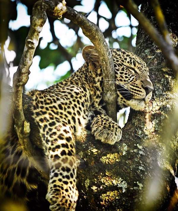 leopard africa safari