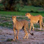 masai mara national park