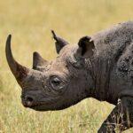 rhino africa safari